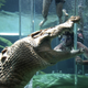 Illustration for article titled Australian Cage of Death Taunts Crocodiles With Human Food
